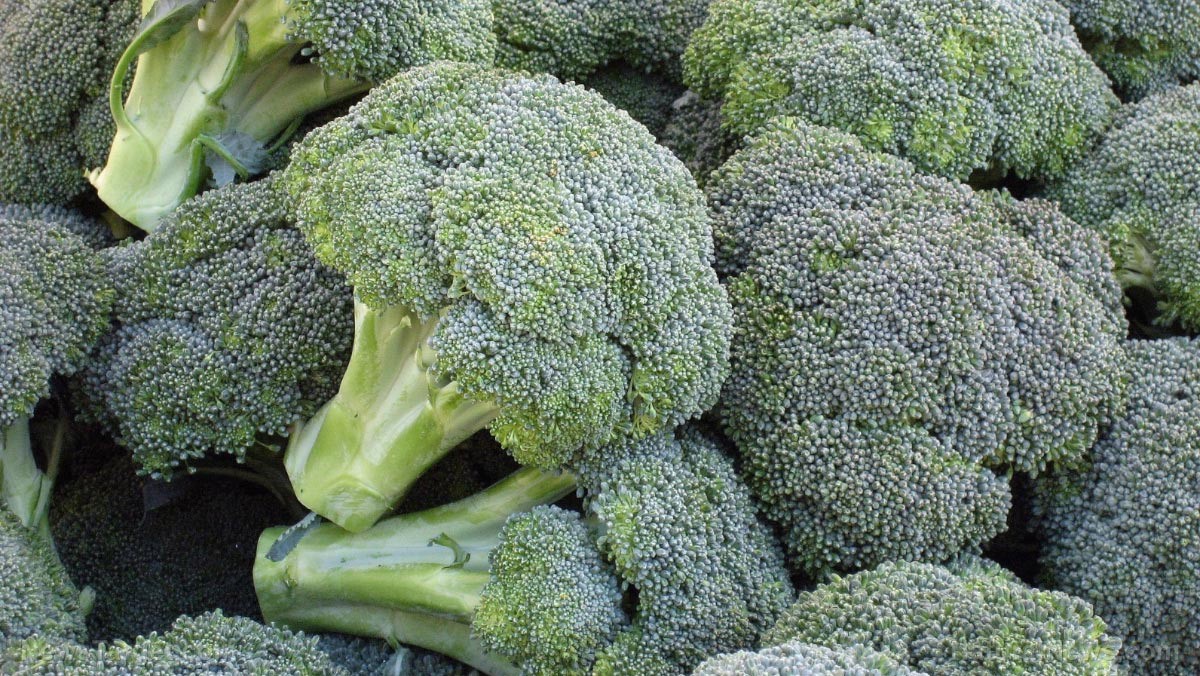 Broccoli.jpg
